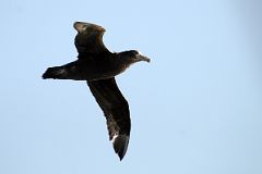 11B Southern Giant Antarctic Petrel Bird From The Quark Expeditions Cruise Ship In The Drake Passage Sailing To Antarctica.jpg